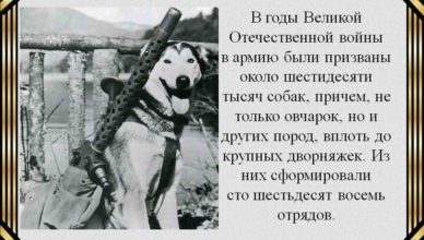 Собаки в Великой Отечественной войне собаки Великой Отечественной войне