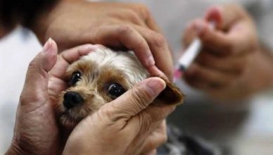 В Польше и Великобритании владельцы собак отказываются от вакцинации питомцев вакцинация собак