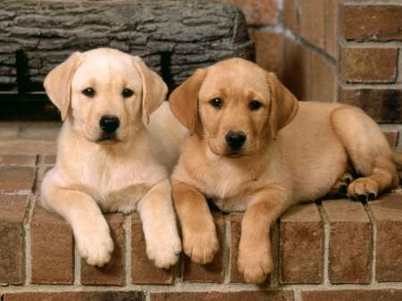 double_trouble_labrador_retrievers