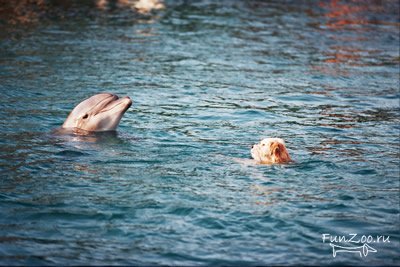 1233506431_dog_n_dolfin_11