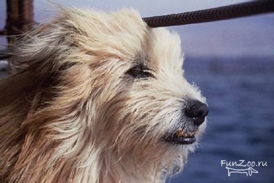 1233506434_dog_n_dolfin_10