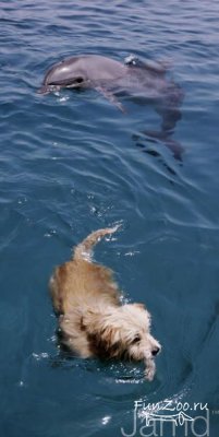 1233506445_dog_n_dolfin_7