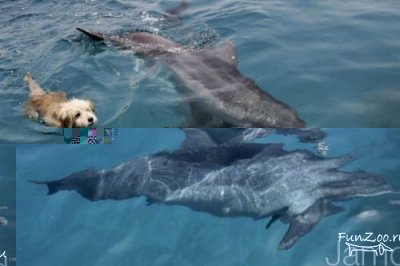 dog_n_dolfin_1