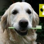 Чистим щенку зубы. Дай Лапу