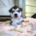 Хаски - самый смешной щенок!