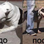 Телепроект"Искусство общения с собакой"(Одержимость)