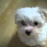 Трогательная песня маленького щенка