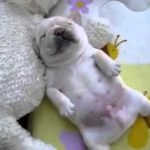Сладкий сон щенка