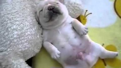 смешной щенок видео