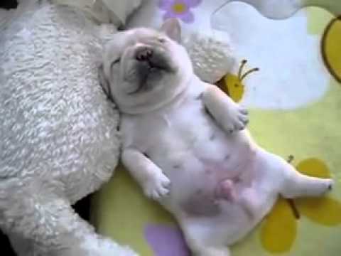 смешной щенок видео