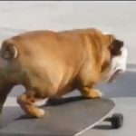 Собака на скейте -потрясающе талантливый пес!