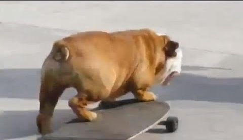 видео собака на скейте