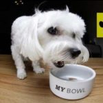 Как правильно поставить миску для щенка