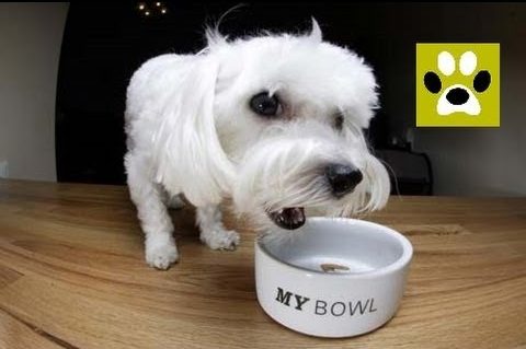 Как правильно поставить миску для щенка