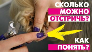 как стричь когти собаке чтобы не пошла кровь