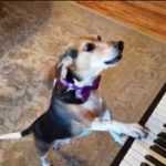 Смекшная собака Бадди играет на пианино и поёт - видео