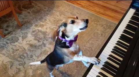 Смекшная собака Бадди играет на пианино и поёт - видео