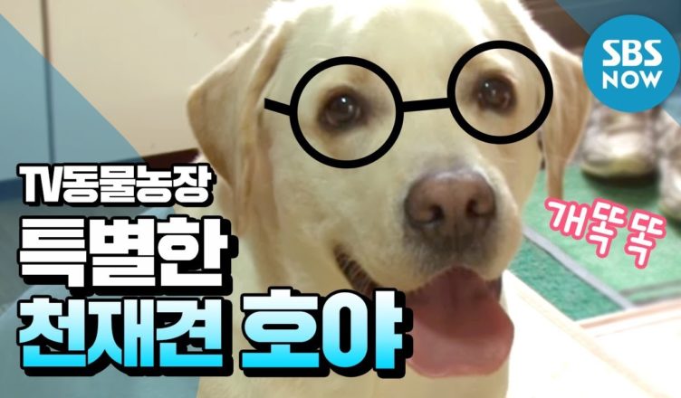 умный лабрадор помогает по хозяйству