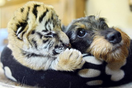 Фотофакт: Необычная дружба в мире животных