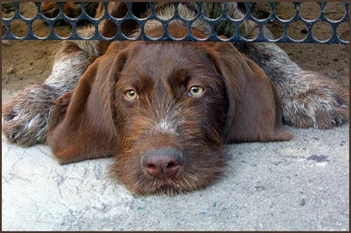 Логическое мышление собак больше похоже на человеческое, чем на волчье – ученые мышление собак