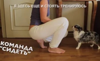 Как дрессировать собаку? 8 правил дрессировки - видео-урок Как дрессировать собаку? 8 правил дрессировки - видео-урок