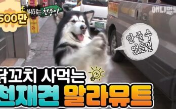 Этот пёс научился покупать куриный шашлык Этот пёс научился покупать куриный шашлык