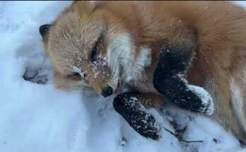 Дружба лисы Алисы и собак Лиса Алиса, которая дружит с собаками