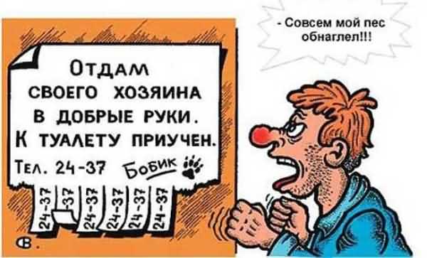 анекдот про собаку и объявление