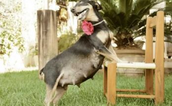 Чем кормить беременную собаку чем кормить беременную собаку