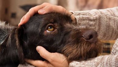Чувствуют ли собаки плохих людей чувствуют ли собаки плохих людей