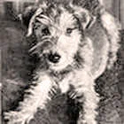 Так выглядел пёсик Фафик