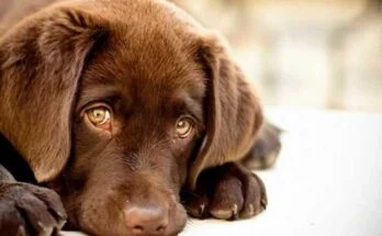 Депрессия у собак - как определить и что делать депрессия у собаки