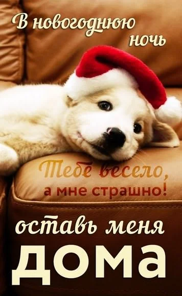 оставь собаку дома, не потеряй свою собаку