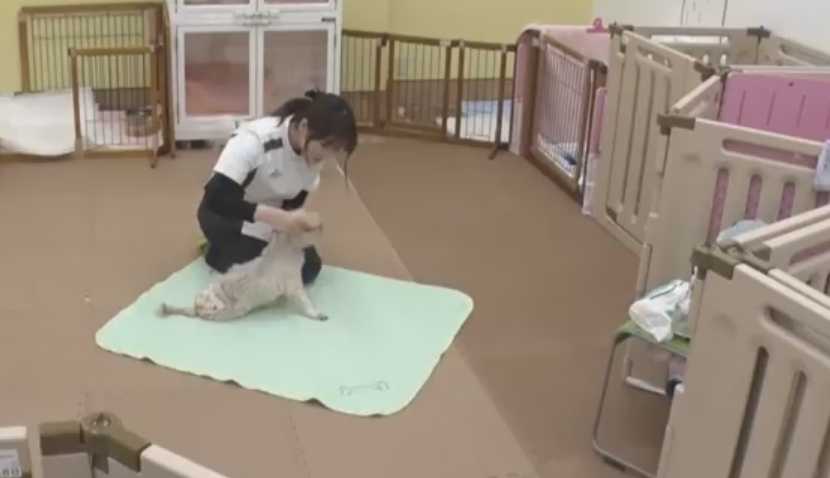 дом престарелых для собак в Японии