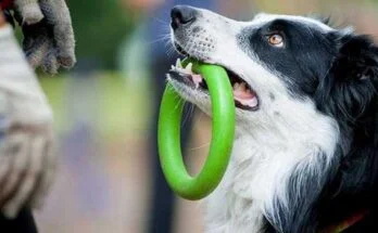 Можно ли научить старую собаку новым трюкам и командам можно ли старую собаку научить новым трюкам и командам