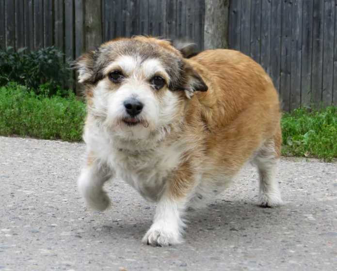 про собак: дворняжка