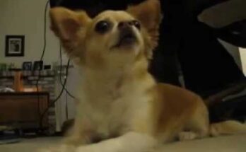 Говорящая чихуахуа - умора! Смешно до слез! Говорящая чихуахуа - умора! Смешно до слез!