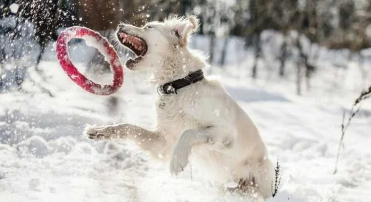 Как играть с собакой зимой на улице в снегу зимние игры с собакой в снегу