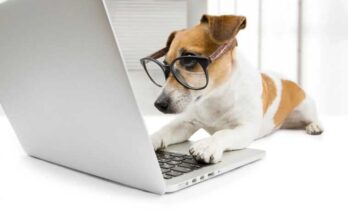 интересные факты о собаках, собака за компьютером