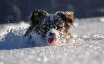 как гулять с собакой зимой