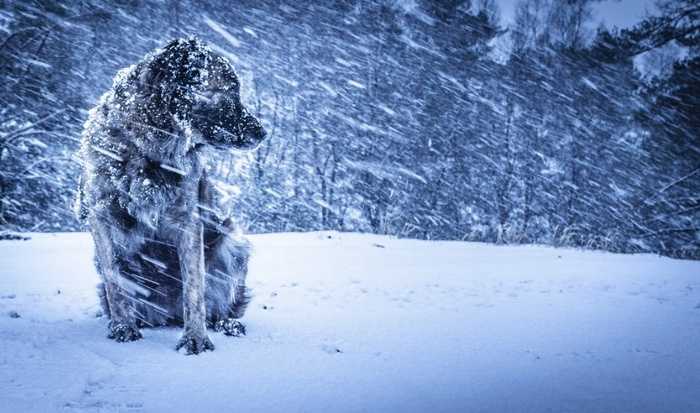 можно ли гулять с собакой зимой в морозную погоду