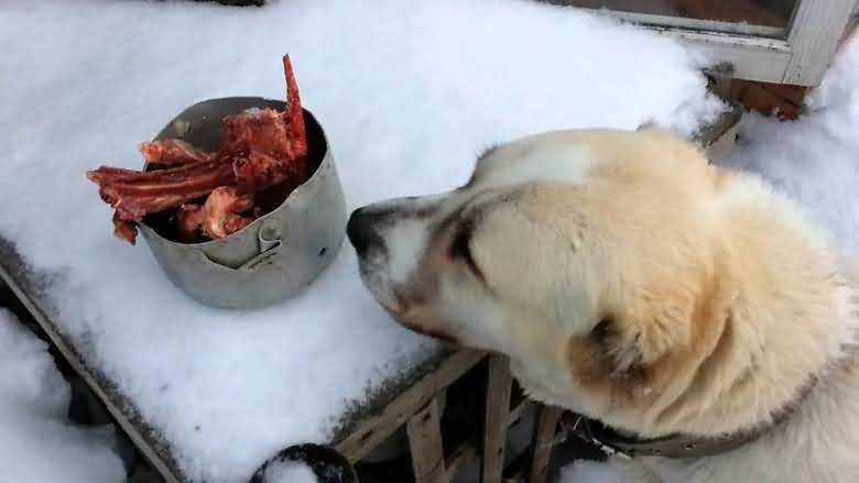 Как кормить собак зимой: на улице и дома