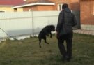 Антуан Наджарян: как отучить щенка прыгать на людей