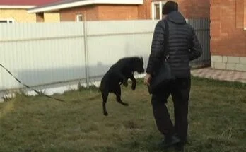 Антуан Наджарян: как отучить щенка прыгать на людей Антуан Наджарян: как отучить щенка прыгать на людей