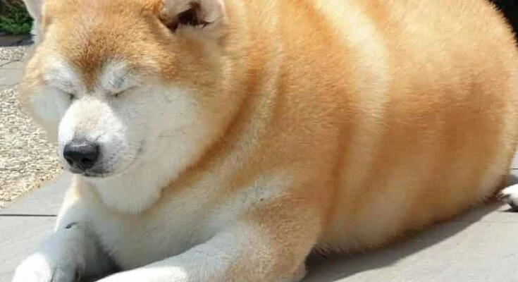 Как похудеть собаке – пошаговая инструкция как похудеть собаке