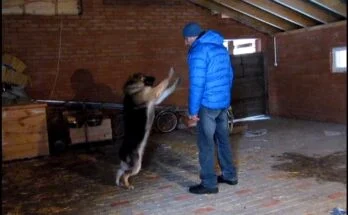 Как помочь собаке избавиться от возбуждения Антуан Наджарян - как помочь собаке