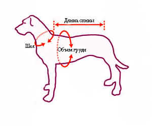 как снять мерки со своей собаки для шлейки