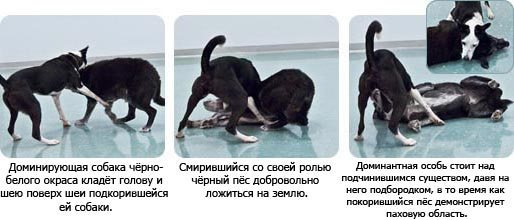 Доминатное и подчиненное поведение собаки разные типы поведения собак