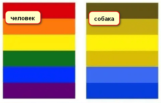   спектр цветов, которые видят собаки