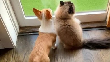 Щенок корги и кот подружились, сидя в карантине щенок корги и кот подружились, сидя в карантине
